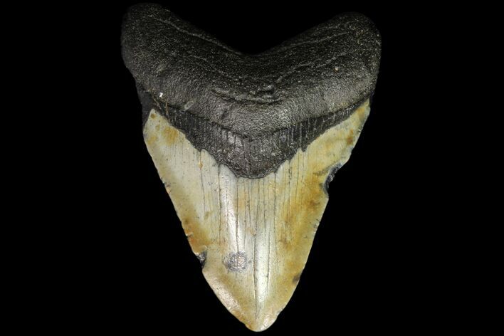 Bargain, Megalodon Tooth - North Carolina #88655